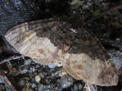 Xanthorhoe muscicapata