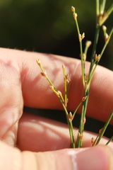 Juncus pelocarpus