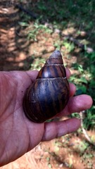 Archachatina marginata