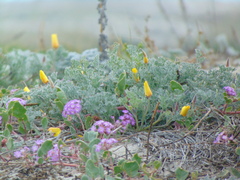 Eschscholzia californica maritima