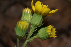 Senecio wootonii