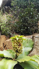 Eucomis humilis