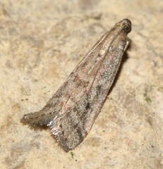 Ephestia woodiella