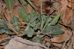 Senecio wootonii