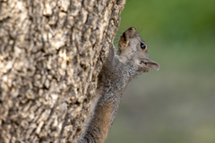 Sciurus griseus