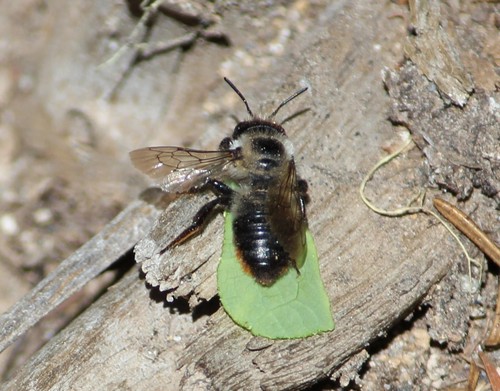 Black-and-gray Leafcutter Bee photo 4