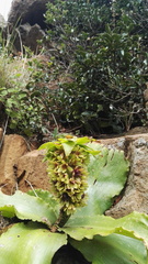 Eucomis humilis