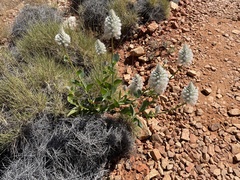 Ptilotus nobilis