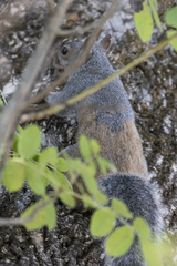 Sciurus griseus