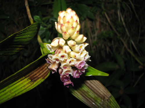 Elleanthus wageneri (Rchb.f.) Rchb.f. 2