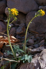 Senecio wootonii