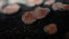 Aleurodiscus amorphus