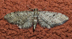 Eupithecia annulata