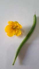 Senna multiglandulosa