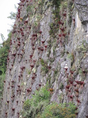 Tillandsia machupicchuensis