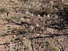 Ptilotus nobilis