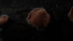 Aleurodiscus amorphus