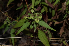 Ageratina paupercula
