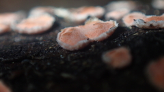 Aleurodiscus amorphus