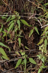 Ageratina paupercula