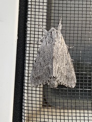 Acronicta cyanescens