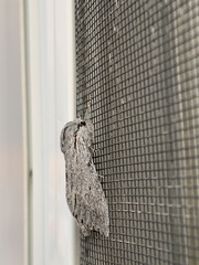 Acronicta cyanescens