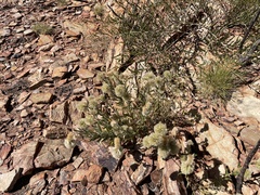 Ptilotus clementii