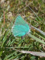 Callophrys viridis