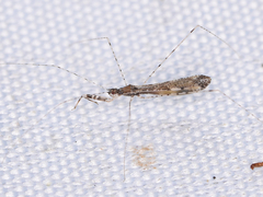 Empicoris vagabundus