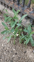 Lactuca serriola
