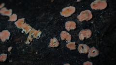 Aleurodiscus amorphus