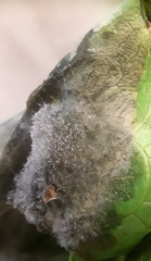 Botrytis