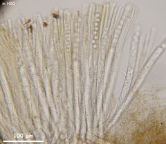 Plicariella flavovirens