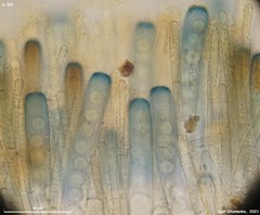 Plicariella flavovirens
