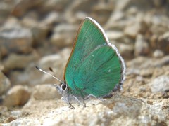 Callophrys viridis