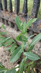 Lactuca serriola