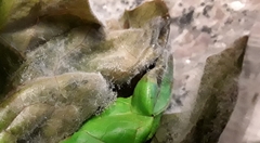 Botrytis