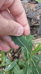Lactuca serriola