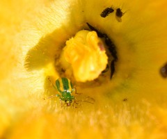 Diabrotica porracea