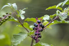 Phytolacca americana