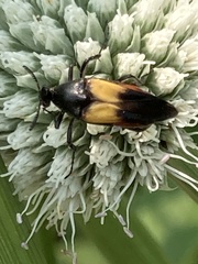 Macrosiagon flavipennis