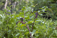 Phytolacca americana