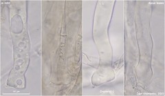 Plicariella flavovirens