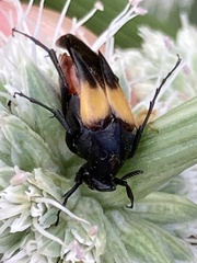 Macrosiagon flavipennis
