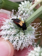 Macrosiagon flavipennis