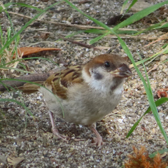 Passer montanus