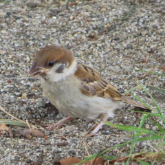 Passer montanus