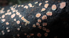 Aleurodiscus amorphus