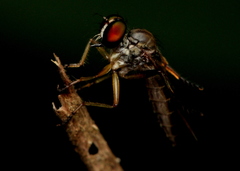 Asilidae