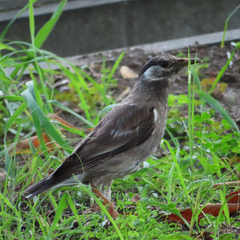 Spodiopsar cineraceus
